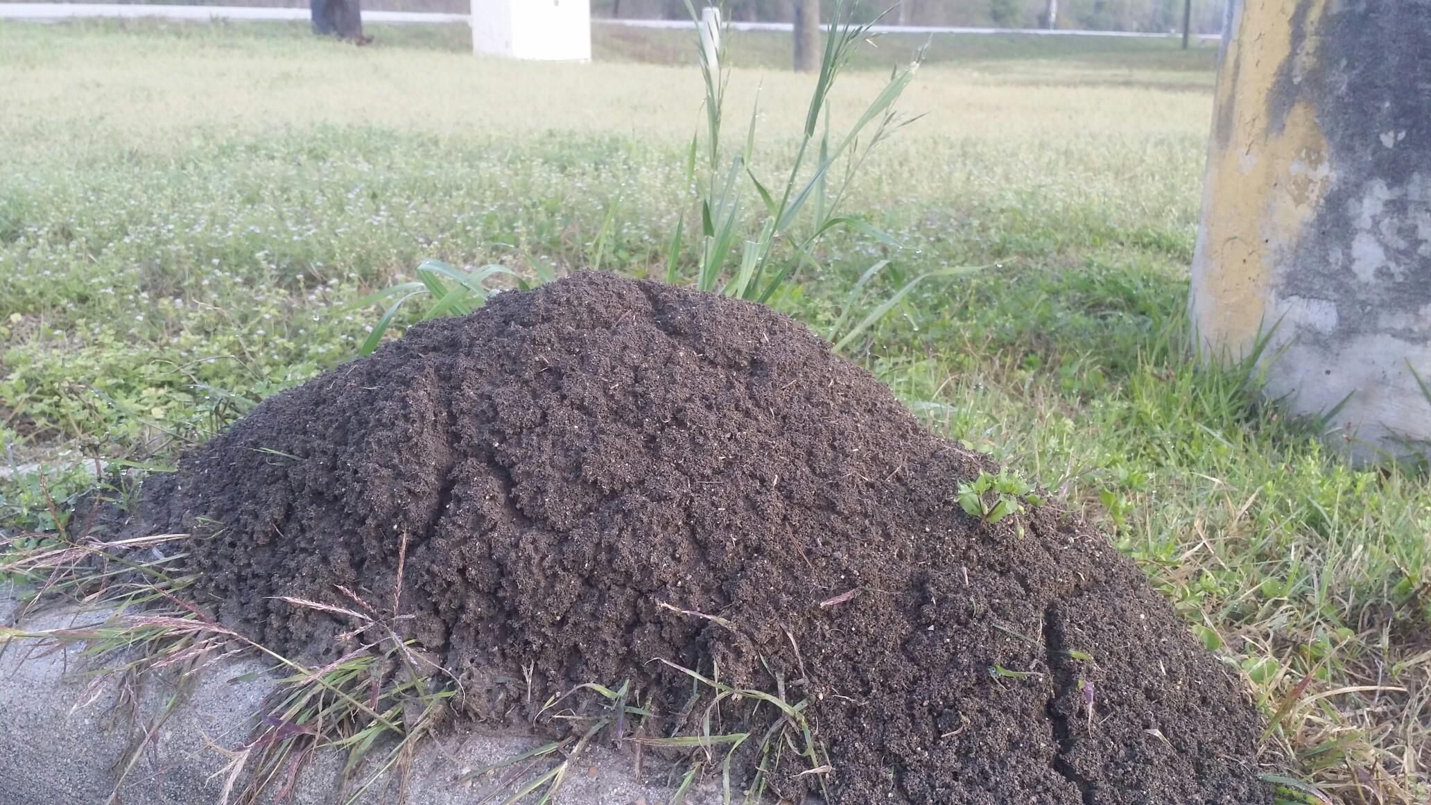 Fire Ant Mound